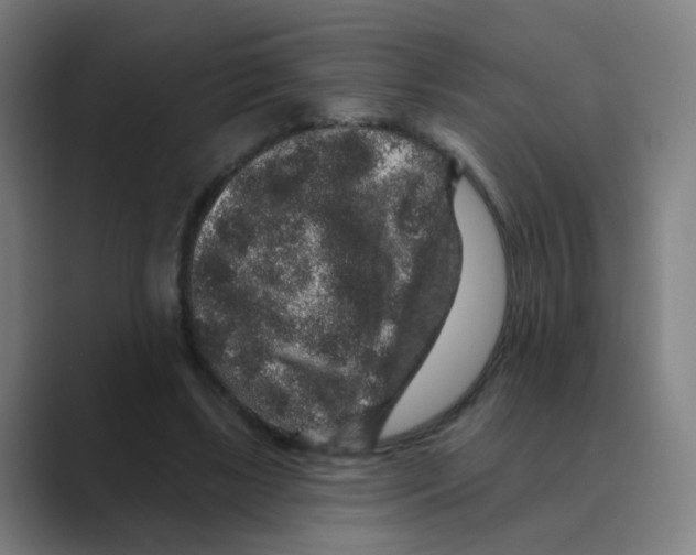 X0000088670443200706281925