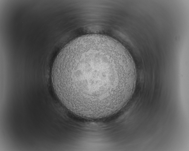X0000088670737200706281921