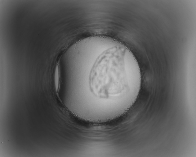 X0000088670746200706281921