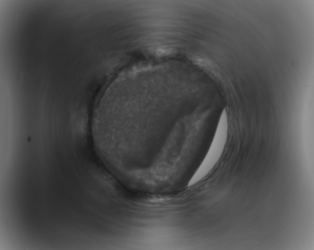 X0000088670760200706281921