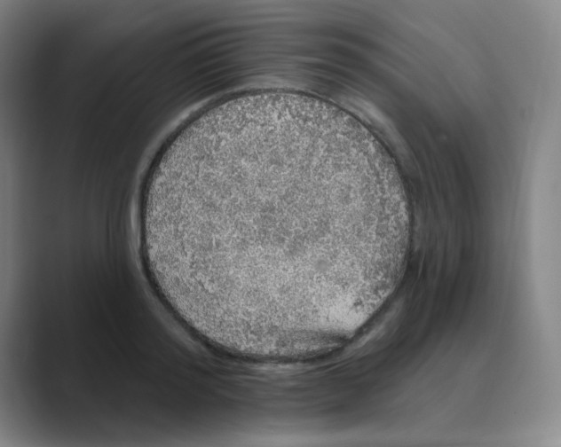 X0000088670796200706281920