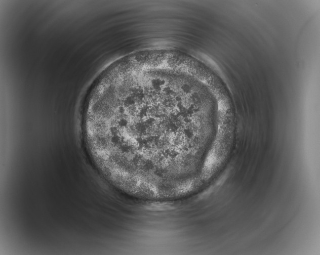 X0000088670835200706281920