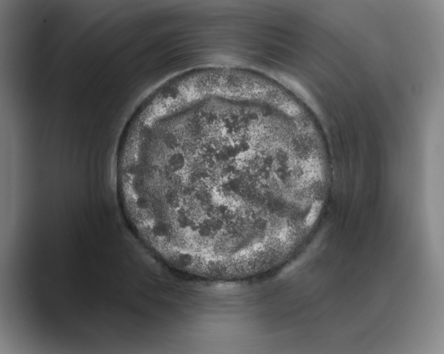X0000088670839200706281920