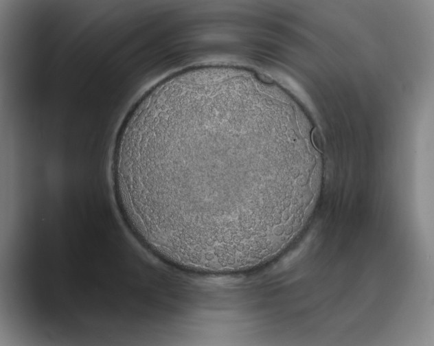X0000088670847200706281920