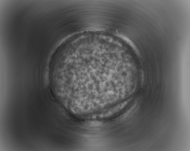 X0000088670878200706281919