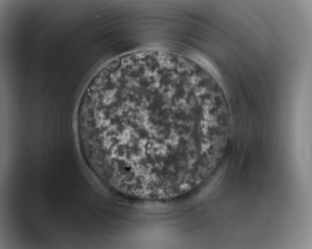 X0000088670907200706281919
