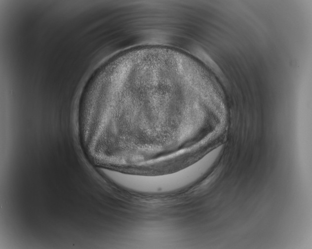 X0000088670939200706281919