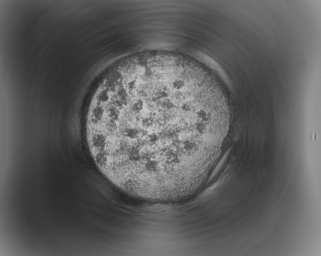 X0000088671027200706281917