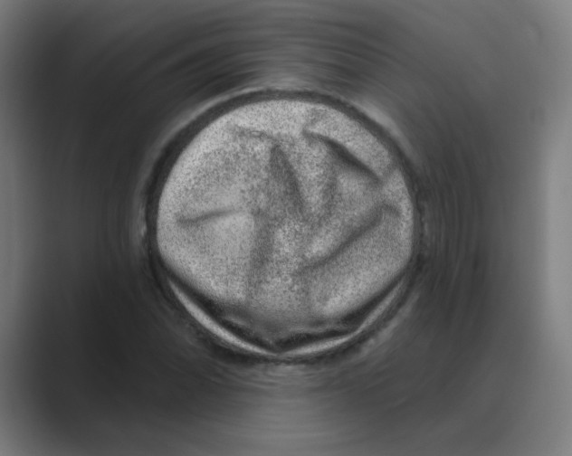 X0000088671070200706281917