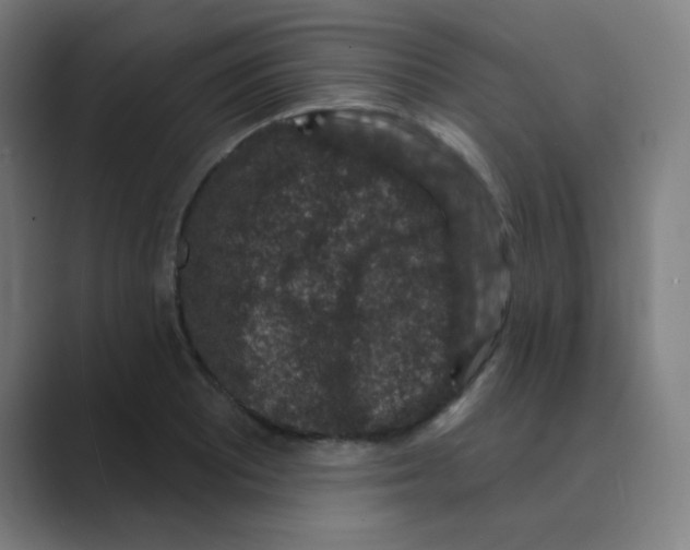 X0000088671081200706281917