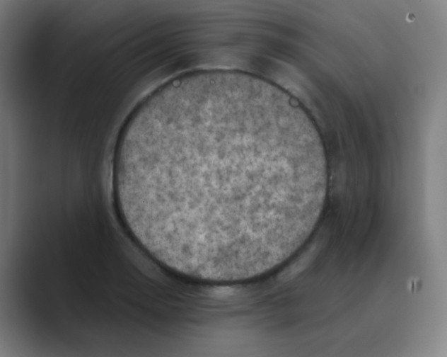X0000088671130200706281916