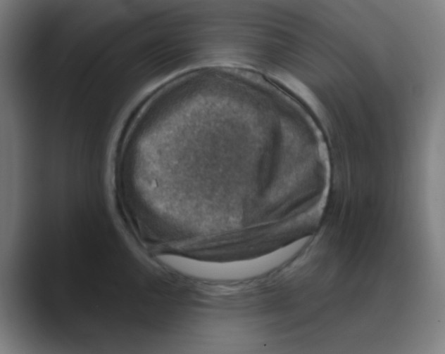 X0000088671144200706281916