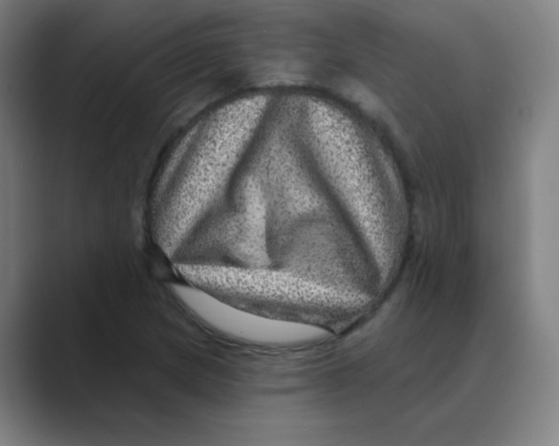 X0000088671217200706281915