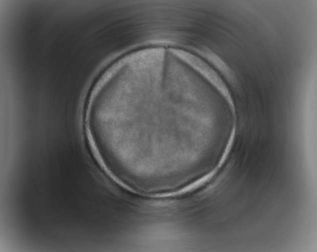 X0000088671240200706281915