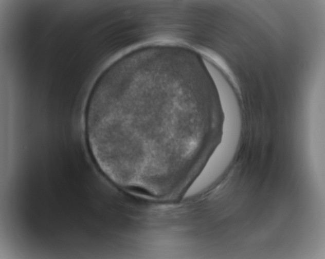 X0000088671335200706281914