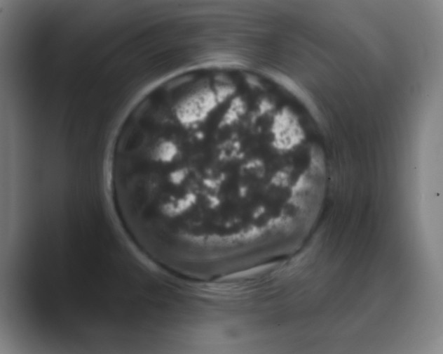 X0000088671383200706281913
