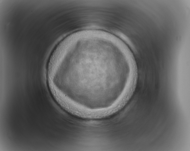 X0000088671476200706281912
