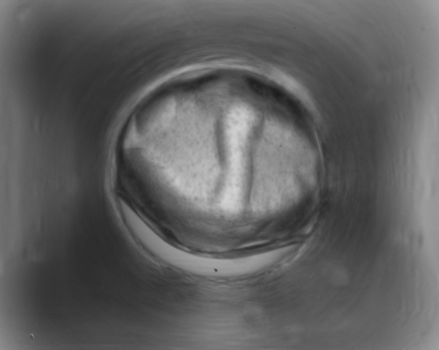 X0000088671520200706281911