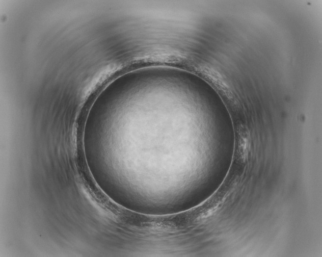 X0000088680678200705311208