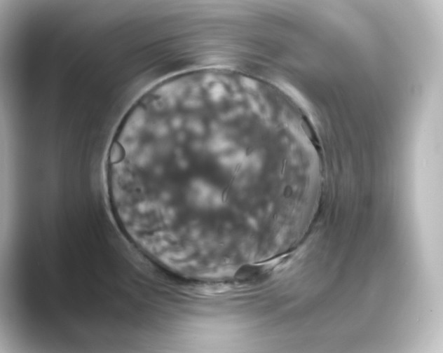 X0000088681291200706211902