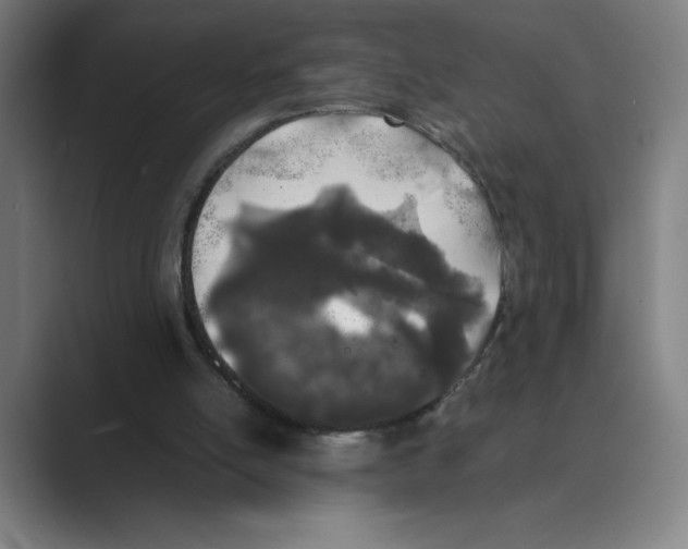 X0000088680054200706281950