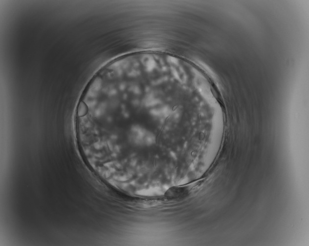 X0000088681291200706281935