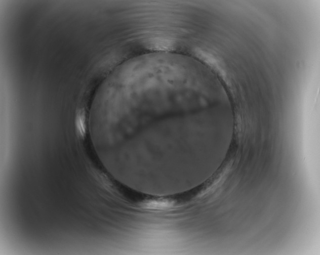 X0000088690069200705311204