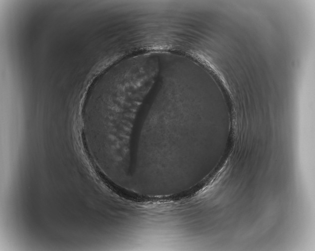 X0000088690721200705311156