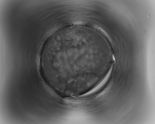 X0000088690725200705311156