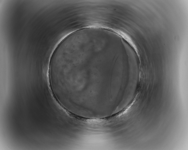 X0000088690863200705311155