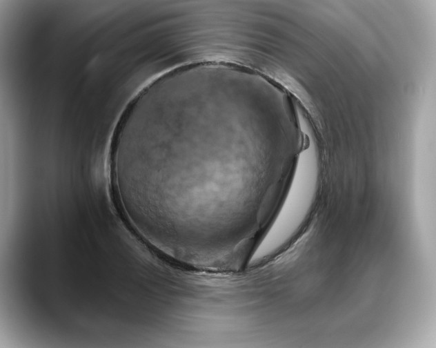 X0000088691028200705311153
