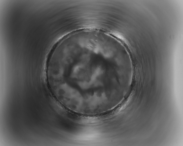 X0000088691071200705311152