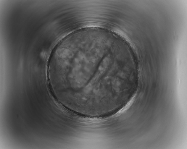 X0000088691121200705311151