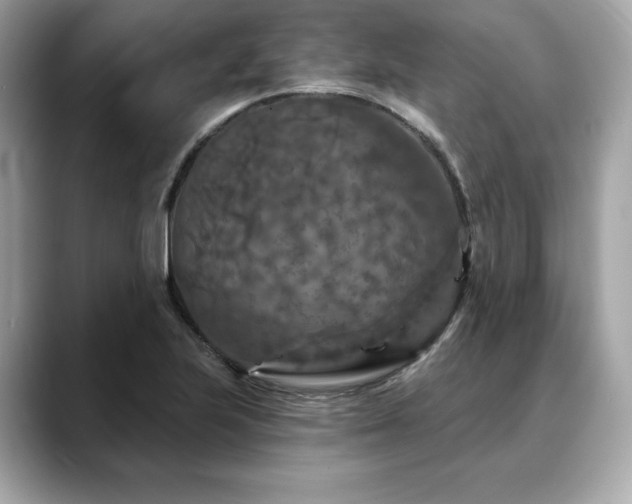 X0000088691223200705311150