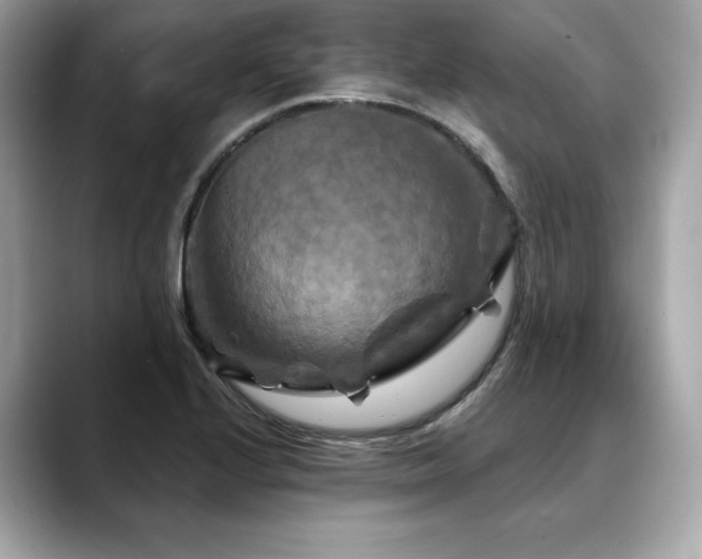 X0000088691224200705311150
