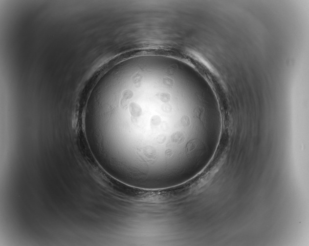 X0000088691259200705311150
