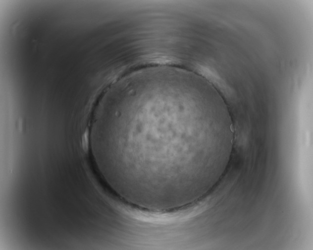X0000088690014200706071529