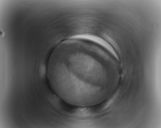 X0000088690117200706071527
