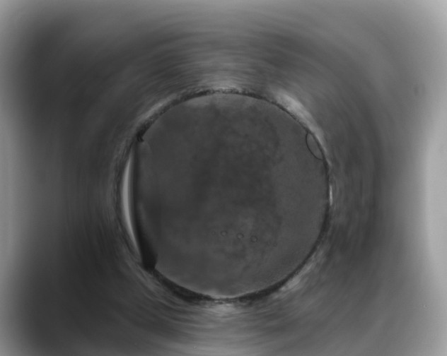X0000088690249200706071525