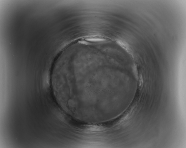 X0000088690347200706071524