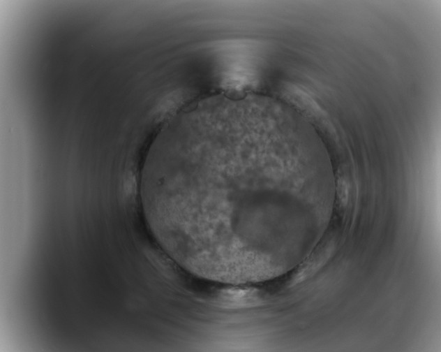 X0000088690375200706071524