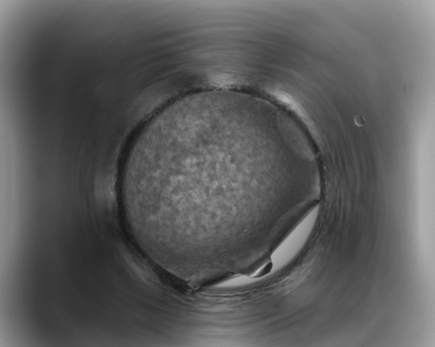 X0000088690443200706071523