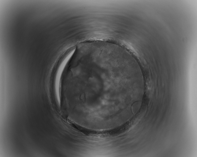 X0000088690679200706071520