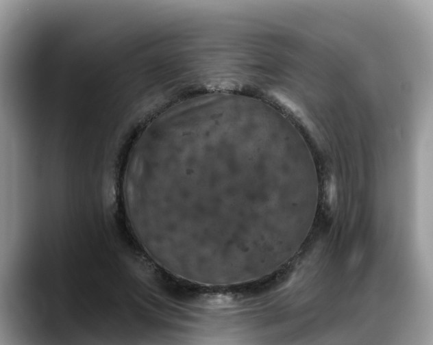 X0000088690687200706071520