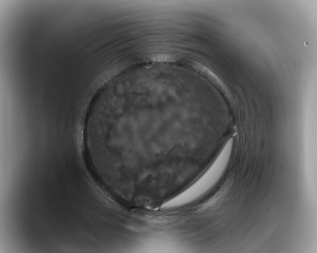 X0000088690725200706071519