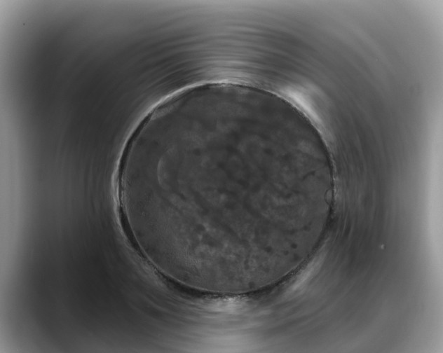 X0000088690891200706071517