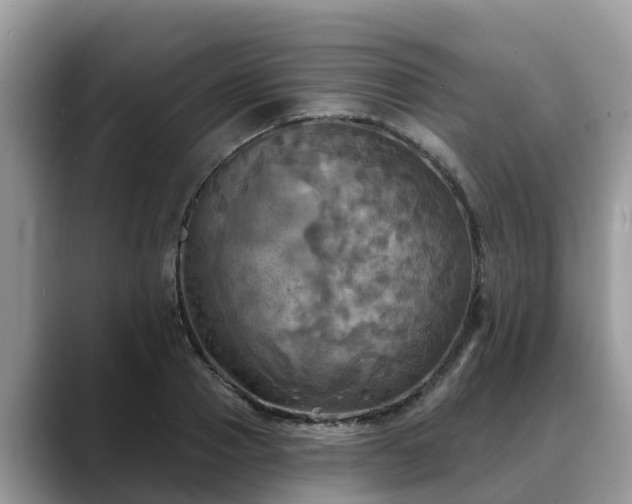X0000088690937200706071517