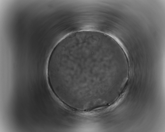 X0000088690957200706071517