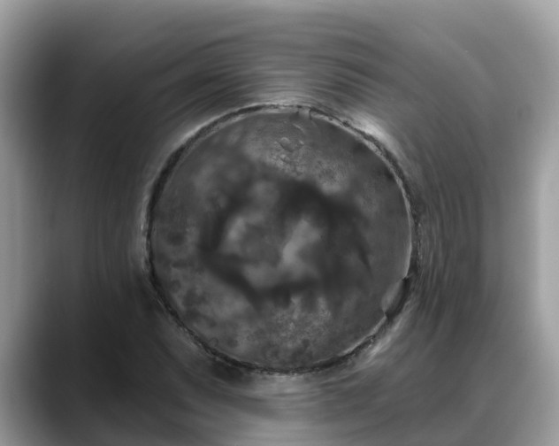 X0000088691071200706071515