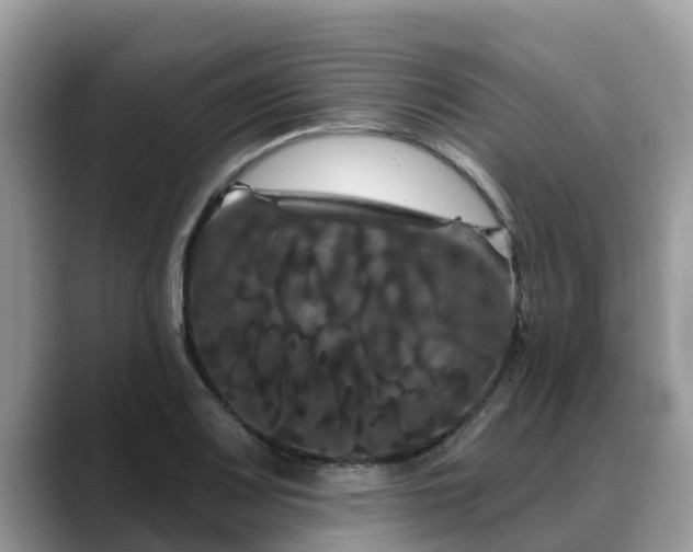 X0000088691083200706071515